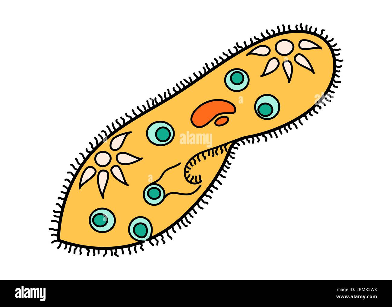 Paramecium Caudatum proteus icono de la ciencia con núcleo, vacuola, contráctil. Laboratorio de educación de biología de dibujos animados protozoarios organismo. Negrita BRILLANTE Ilustración del Vector