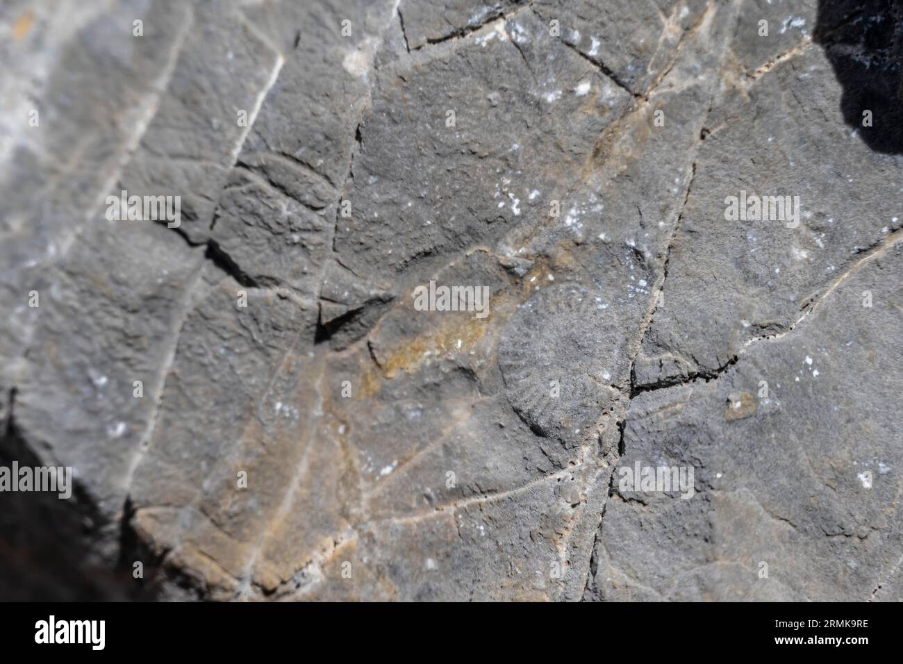 Ammonita, fosilización en las montañas, Berchtesgaden Alpes, Salzburger Land, Austria Foto de stock