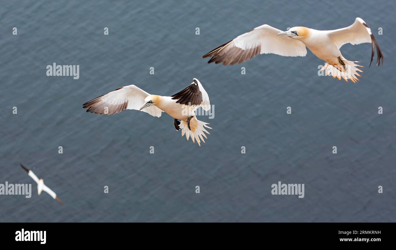 Alcatraces del Norte (Morus bassanus) Aves marinos, colonia que se acerca, puesta de sol sobre el mar, vuelo, Patrimonio de la Humanidad por el Mar de Wadden de la UNESCO, Helgoland alta mar Foto de stock