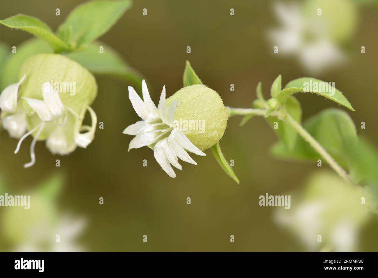 Berry Catchfly - Silene baccifera Foto de stock