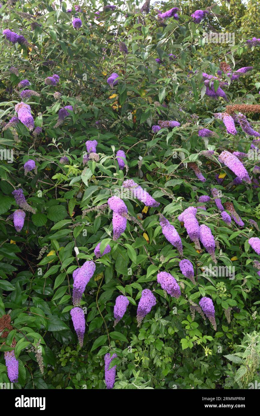 Mariposa-arbusto - Buddleja davidii Foto de stock