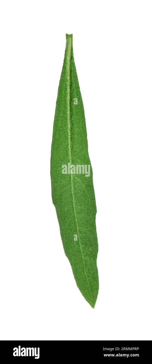 Treacle-mostaza - Erysimum cheiranthoides Foto de stock
