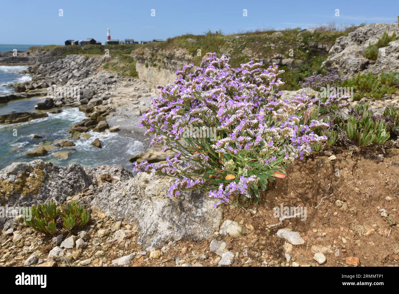 Roca Mar-lavanda - Limonium recurvum subpecies recurvum Foto de stock