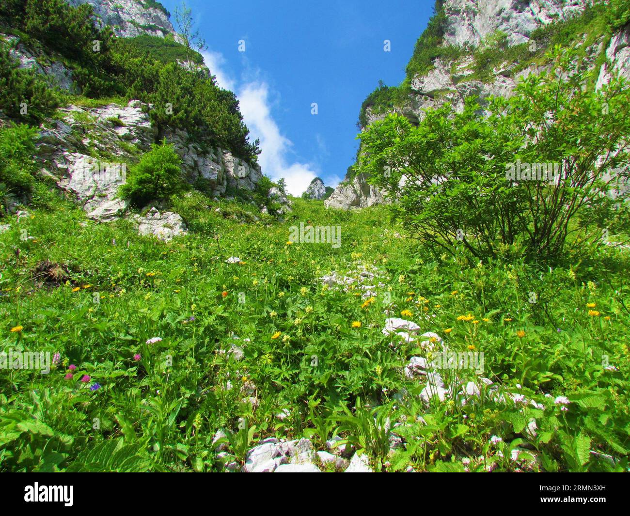 Ladera de montaña llena de flores silvestres en flor, hierba exuberante y vegetación de arbustos rodeado de paredes de roca en ambos lados y cielo azul claro en la parte posterior Foto de stock