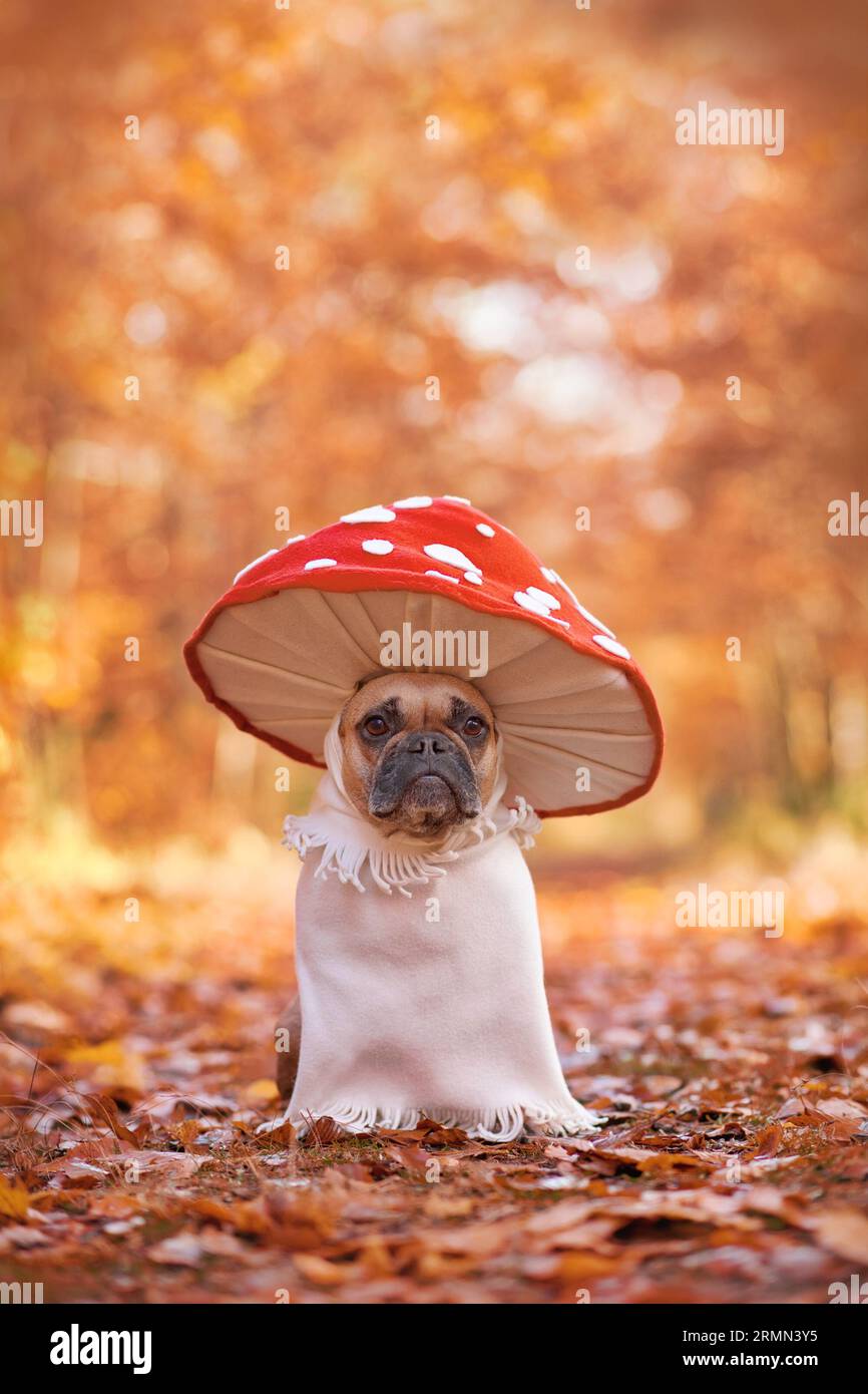 Perro Bulldog francés en disfraz de seta agárica de mosca única divertida  de pie en bosque de otoño naranja con espacio de copia Fotografía de stock  - Alamy