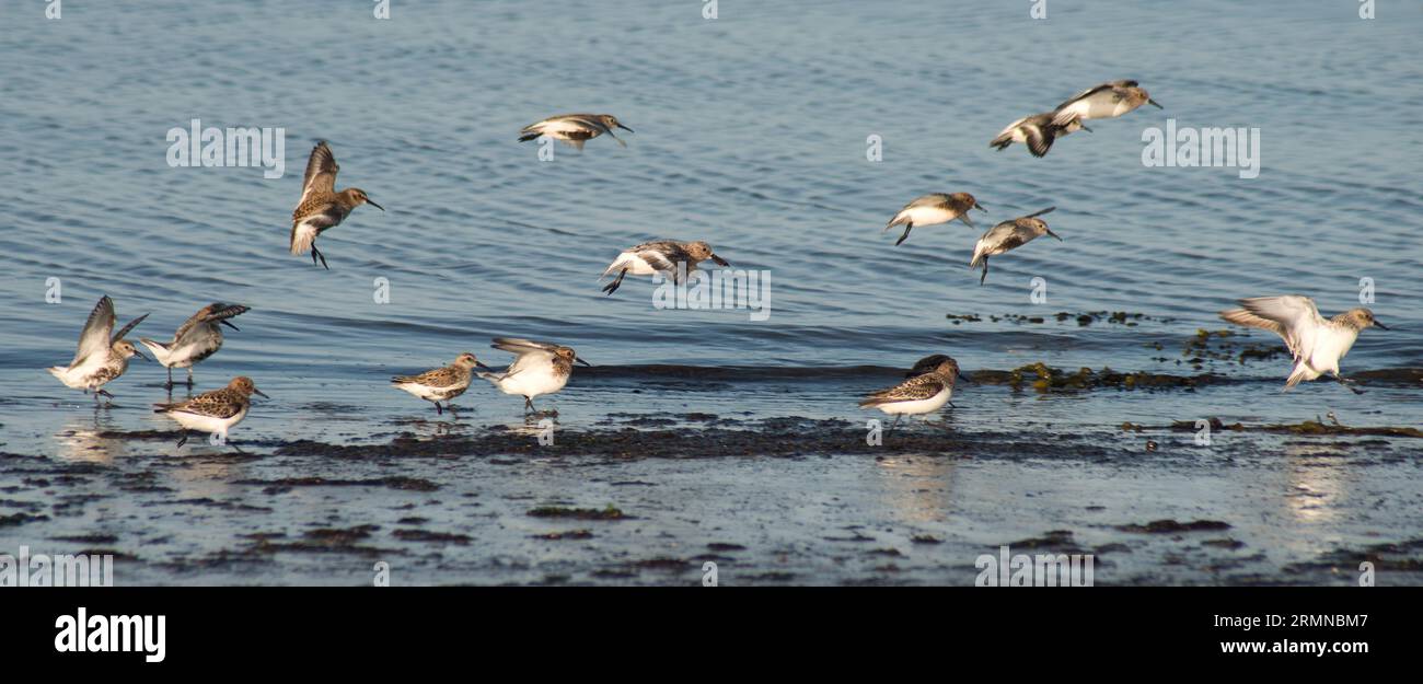 Un grupo de Dunlins volando y aterrizando en el borde del agua Foto de stock