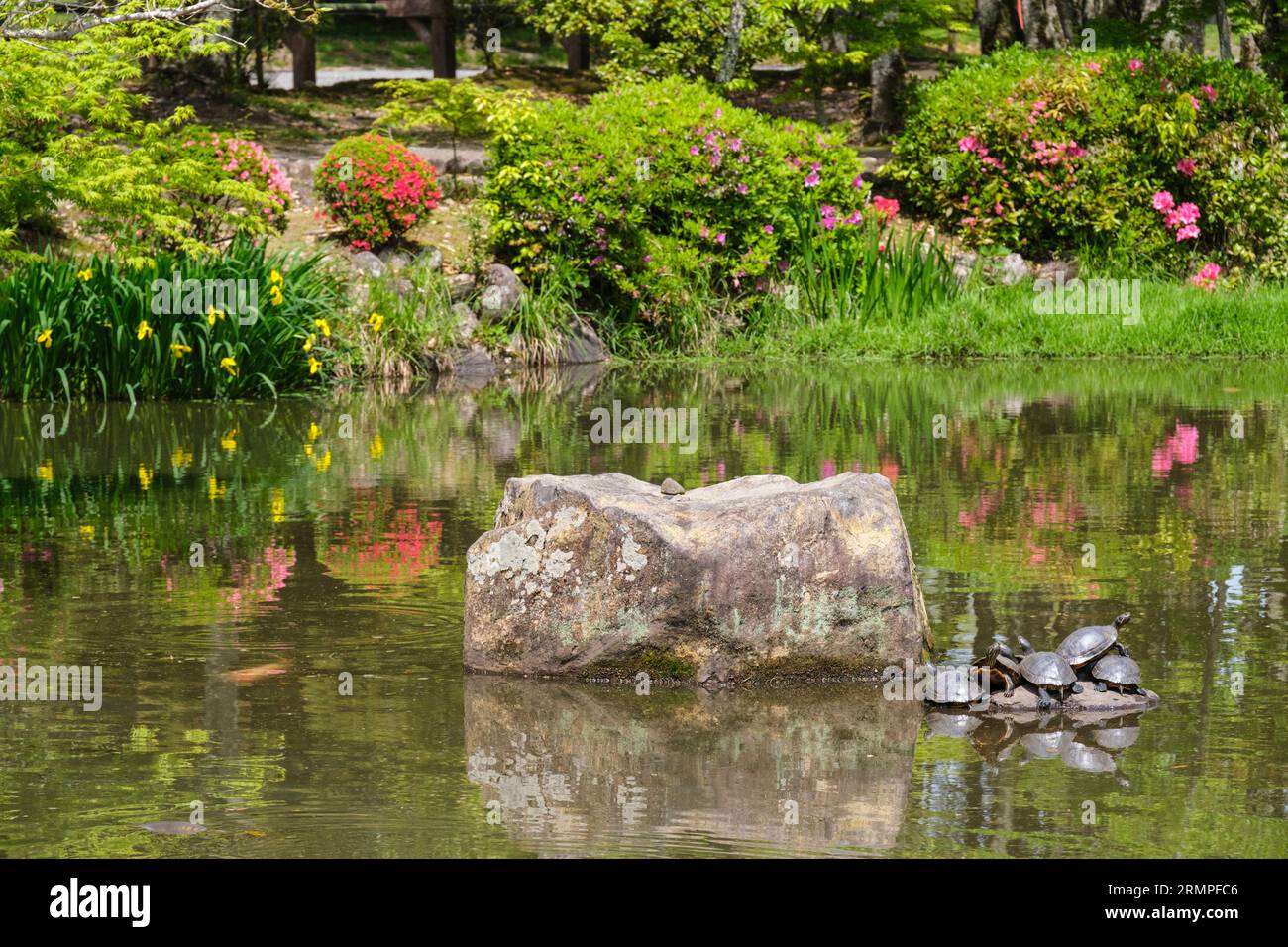 Japón, Kyushu. Tortugas tomando el sol en un estanque en los terrenos del santuario Jingu Shinto de los Estados Unidos. Foto de stock