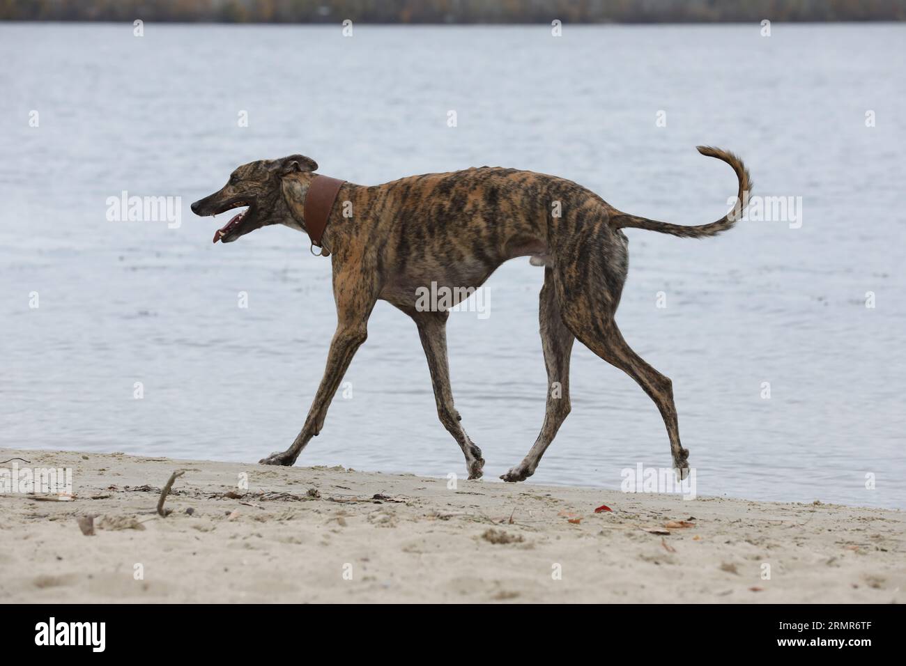 que es mas grande galgo o lurcher