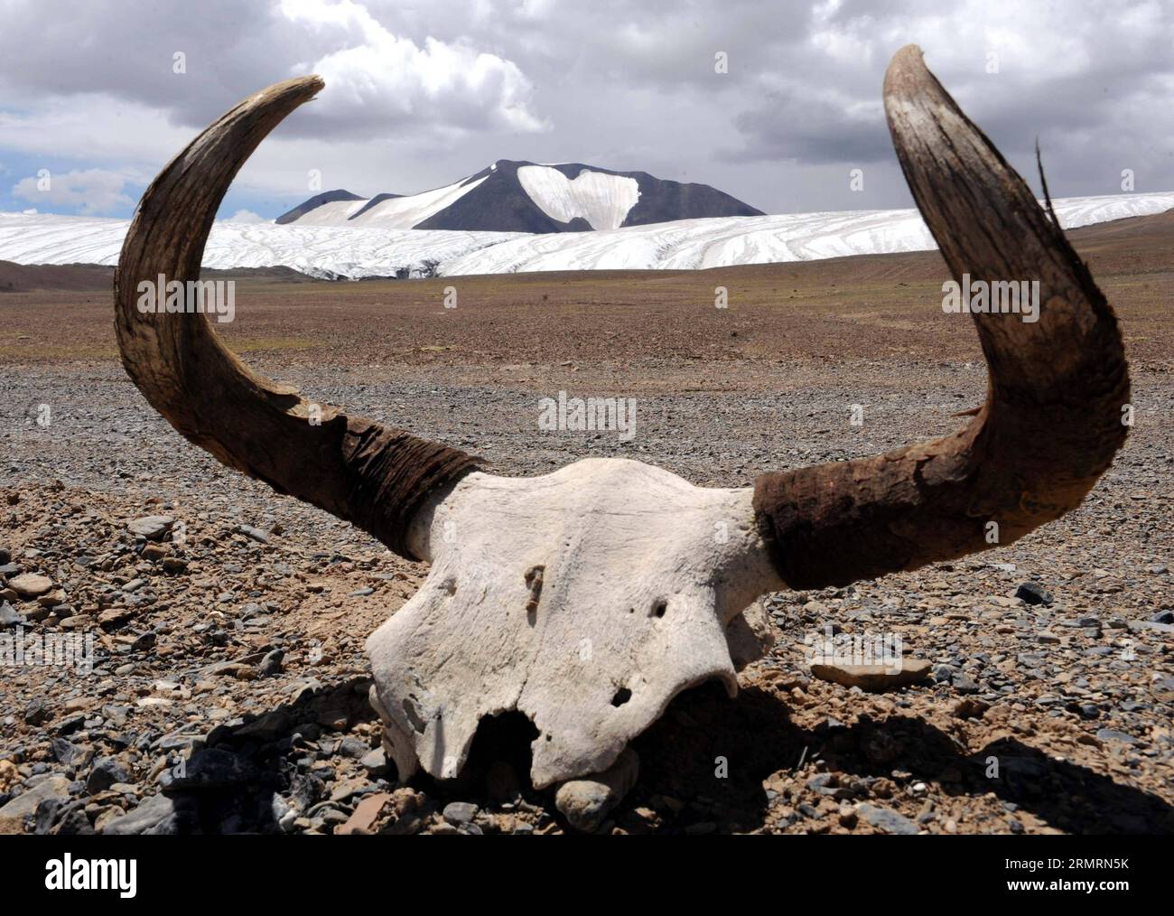 (140728) -- NAGQU, 28 de julio de 2014 (Xinhua) -- Foto tomada el 15 de julio de 2014 muestra un cráneo de Yak con el glaciar Purog Kangri en su fondo en el condado de Shuanghu, Nagqu, región autónoma del Tíbet del suroeste de China. Como el terreno más alto en las regiones de latitud media del mundo, la meseta de Qinghai-Tíbet de China está ahora bajo la influencia negativa del calentamiento global. El glaciar Purog Kangri, el tercero más grande del mundo, se ha reducido en 50 metros en los últimos 30 años. (Xinhua/Tang Zhaoming) (hdt) CHINA-TIBET-PUROG KANGRI TICILAR-ENCOGIMIENTO (CN) PUBLICATIONxNOTxINxCHN Nagqu 28 2014 de julio XINHUA Foto tomada EN julio Foto de stock