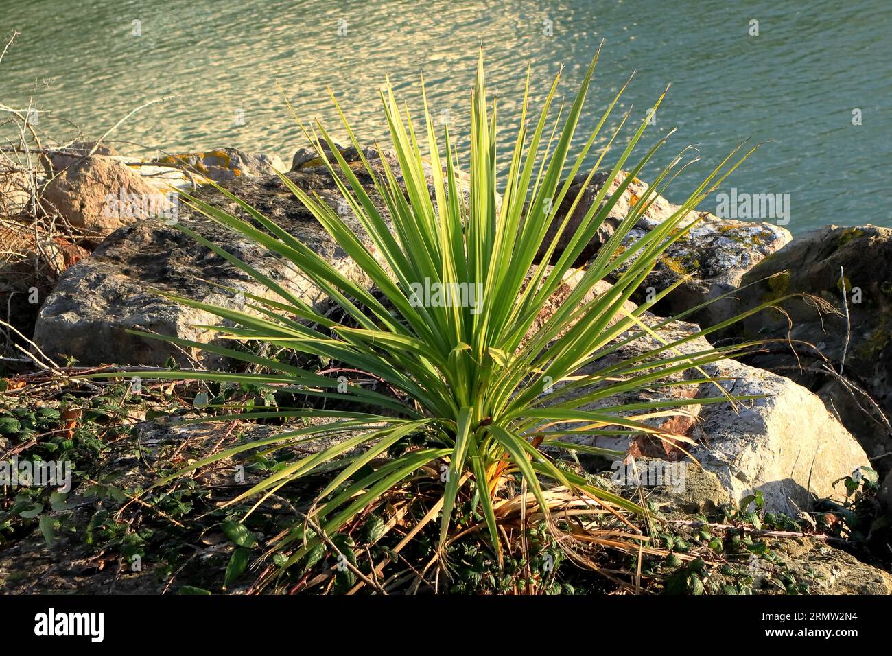 Palmera de col que crece en las rocas en el puerto, Gosport, Hampshire, Inglaterra. 23 de enero de 2023. Una palmera aislada que crece en medio de grandes rocas. Foto de stock