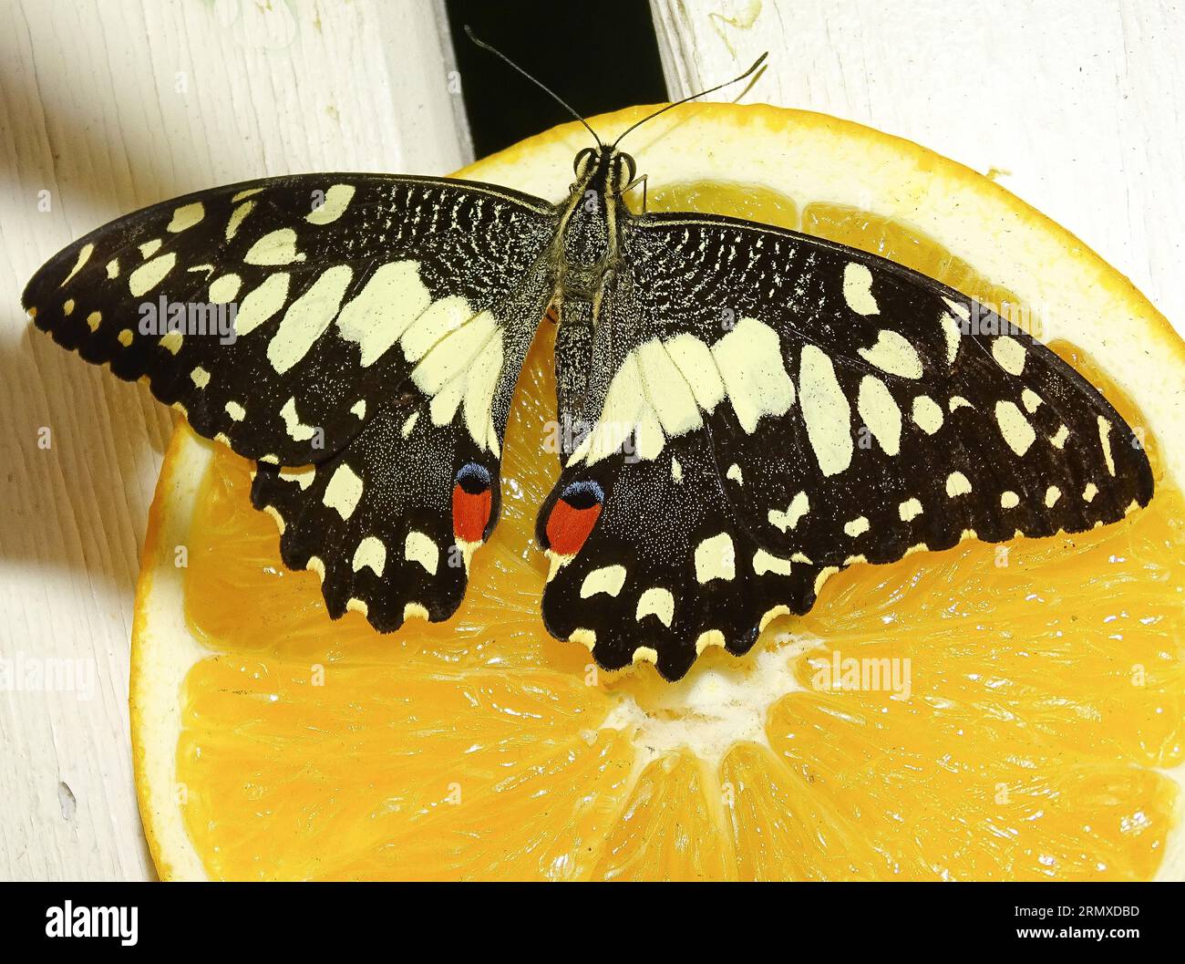 Papilio Demoleus mariposa sobre un trozo de limón Foto de stock