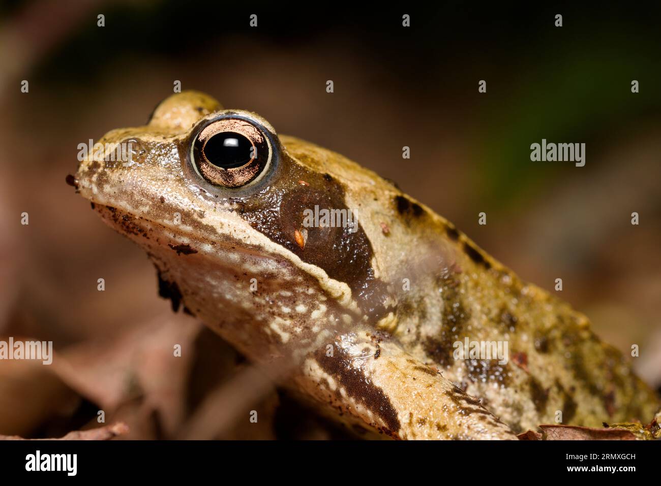 Primer plano de una rana con un ojo abultado sentado pacientemente por sí solo en un bosque oscuro, con un ojo mirando y la luz formando una luz de captación en su ojo. Foto de stock
