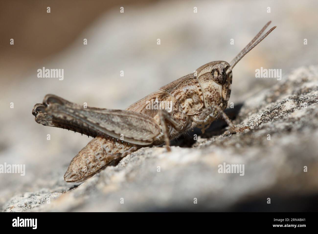 Pequeño saltamontes (o langosta) tomando el sol en la roca del Alt de les Pedreres, Alcoi, España Foto de stock