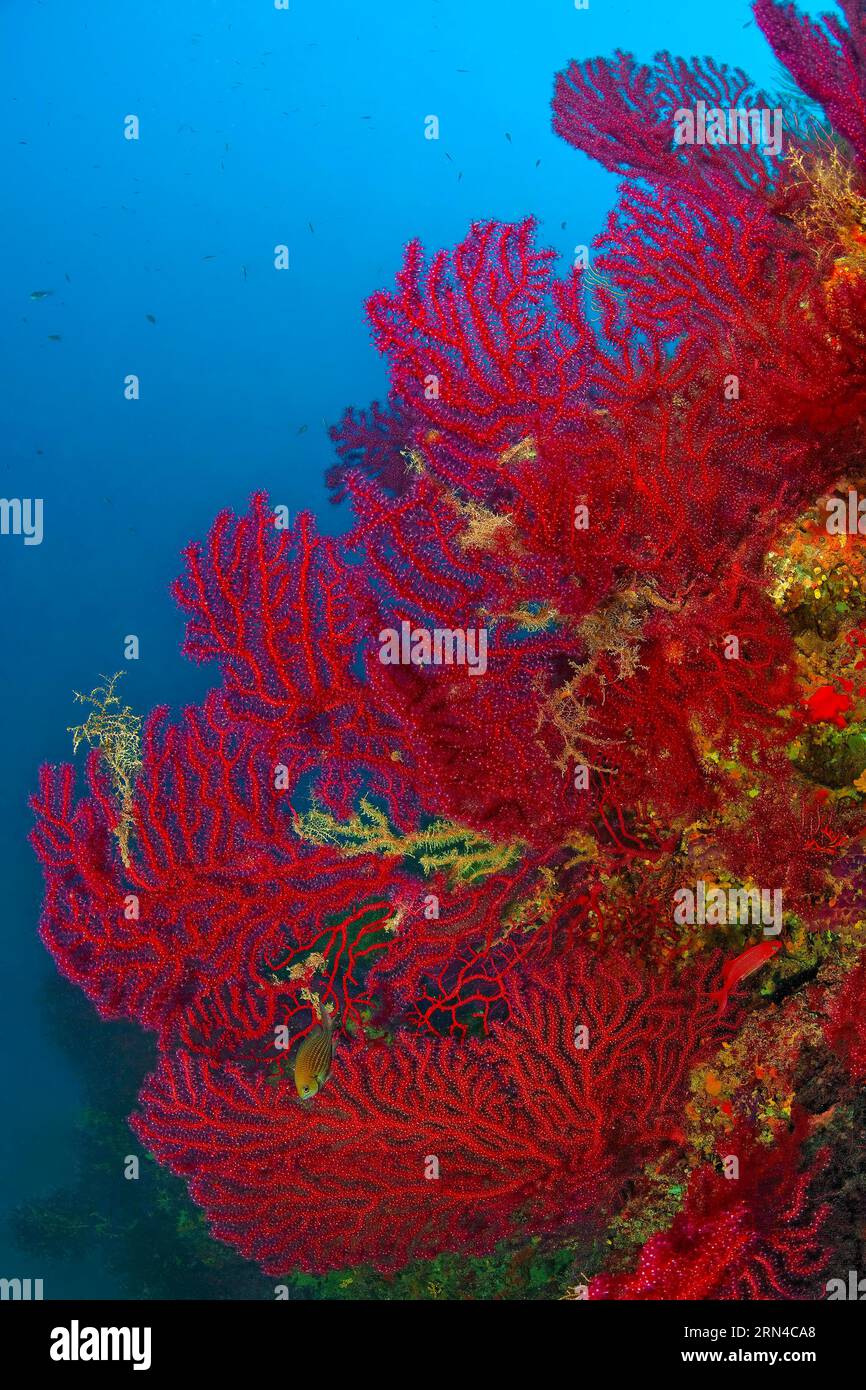 Coral del cuerno del coral gorgonian rojo (Paramuricea clavata) con los pólipos extendidos, en el fondo agua azul del mar, mar Mediterráneo Foto de stock