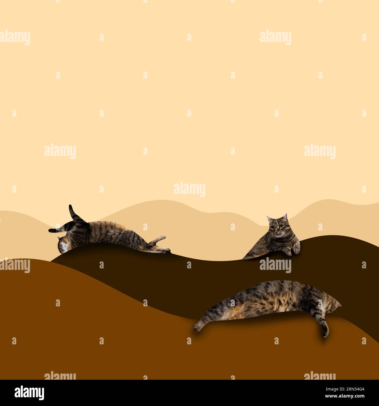 Gatos tumbados en la arena en el desierto. Arte abstracto Naturaleza y