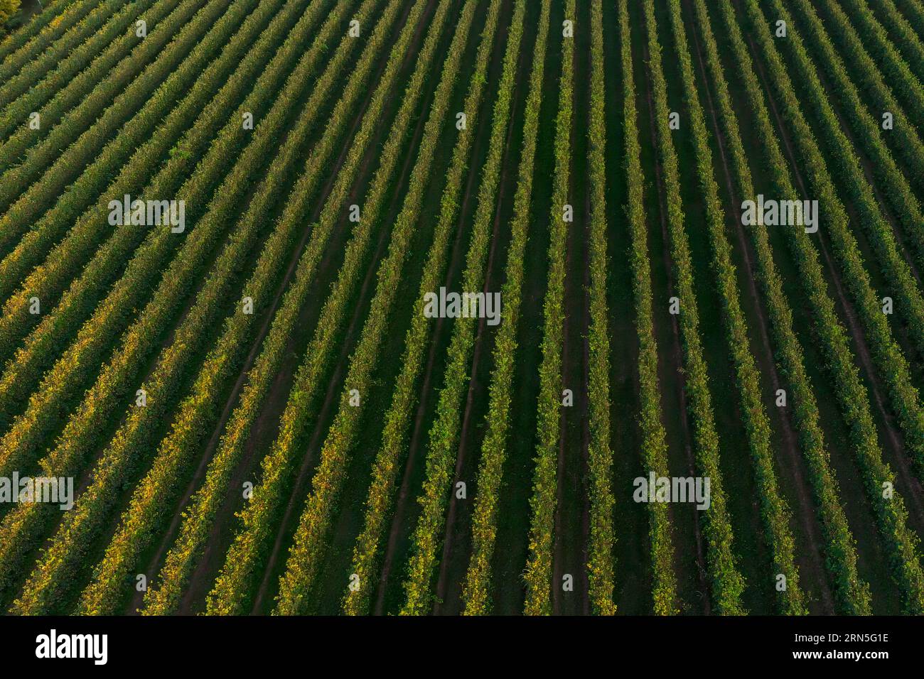 Drone Vista De Exuberantes Viñedos Verdes En Verano Al Atardecer. Vista 