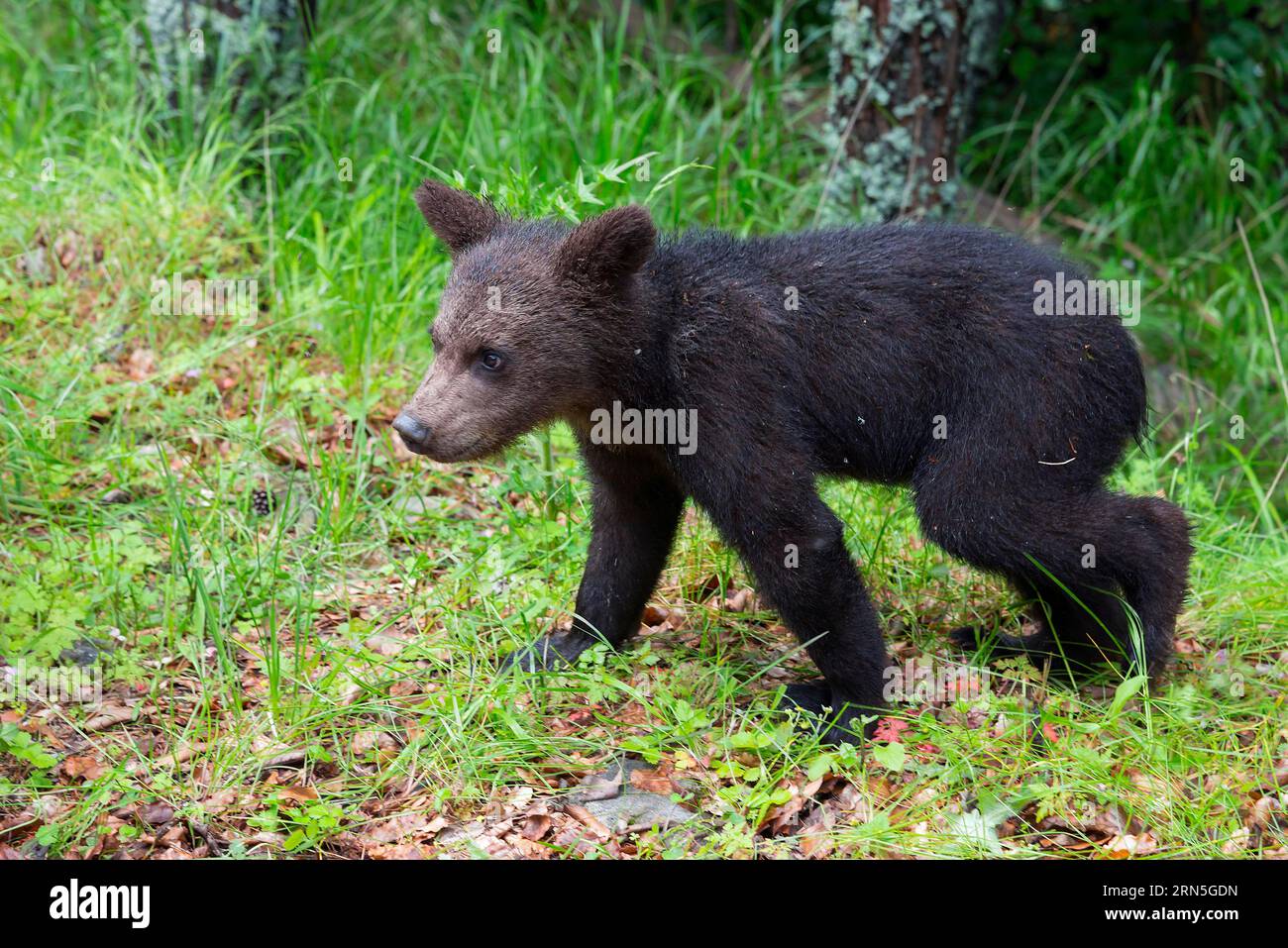 Oso pardo europeo (Ursus arctos arctos), joven, Transilvania, Cárpatos, Rumania Foto de stock