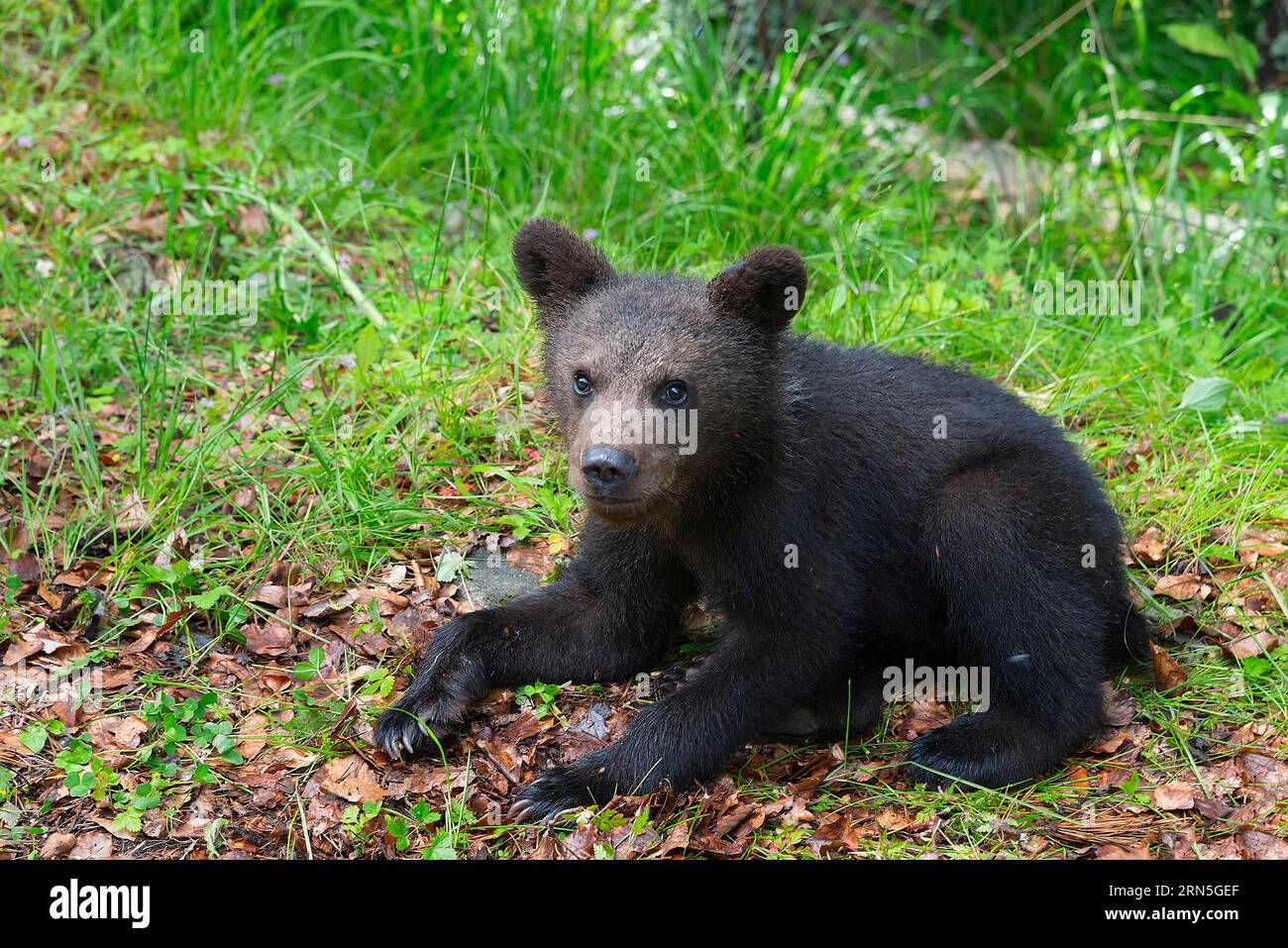 Oso pardo europeo (Ursus arctos arctos), joven, Transilvania, Cárpatos, Rumania Foto de stock