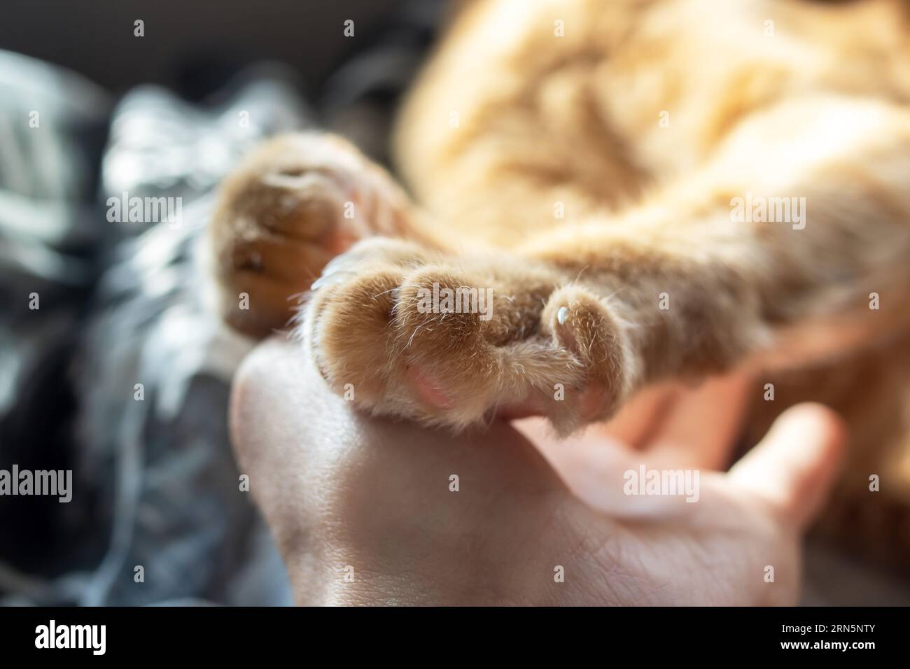 Un gato rojo sostiene la mano de un hombre con sus patas de cerca Foto de stock