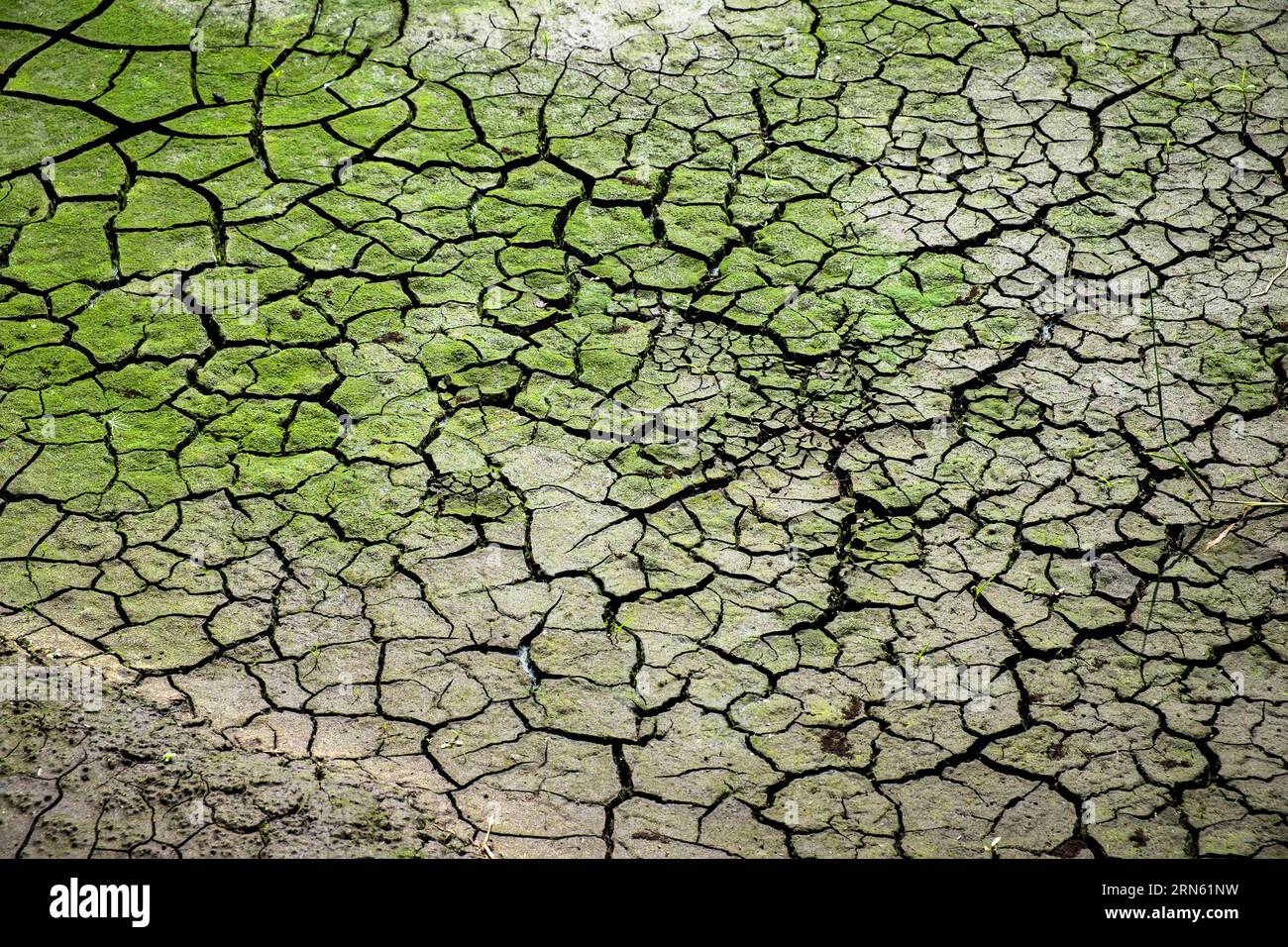 Suelo seco con grietas debido a la sequía prolongada, Haren, Alemania Foto de stock