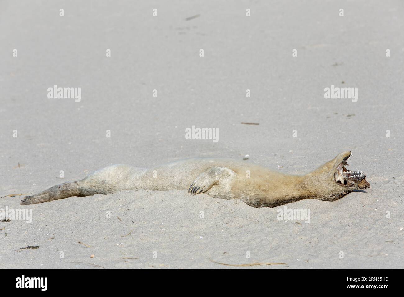 Foca común de puerto (Phoca vitulina), encontrada muerta en la playa, muerta, cadáver momificado después de tres semanas de exposición a la luz solar, Baja Sajonia Foto de stock