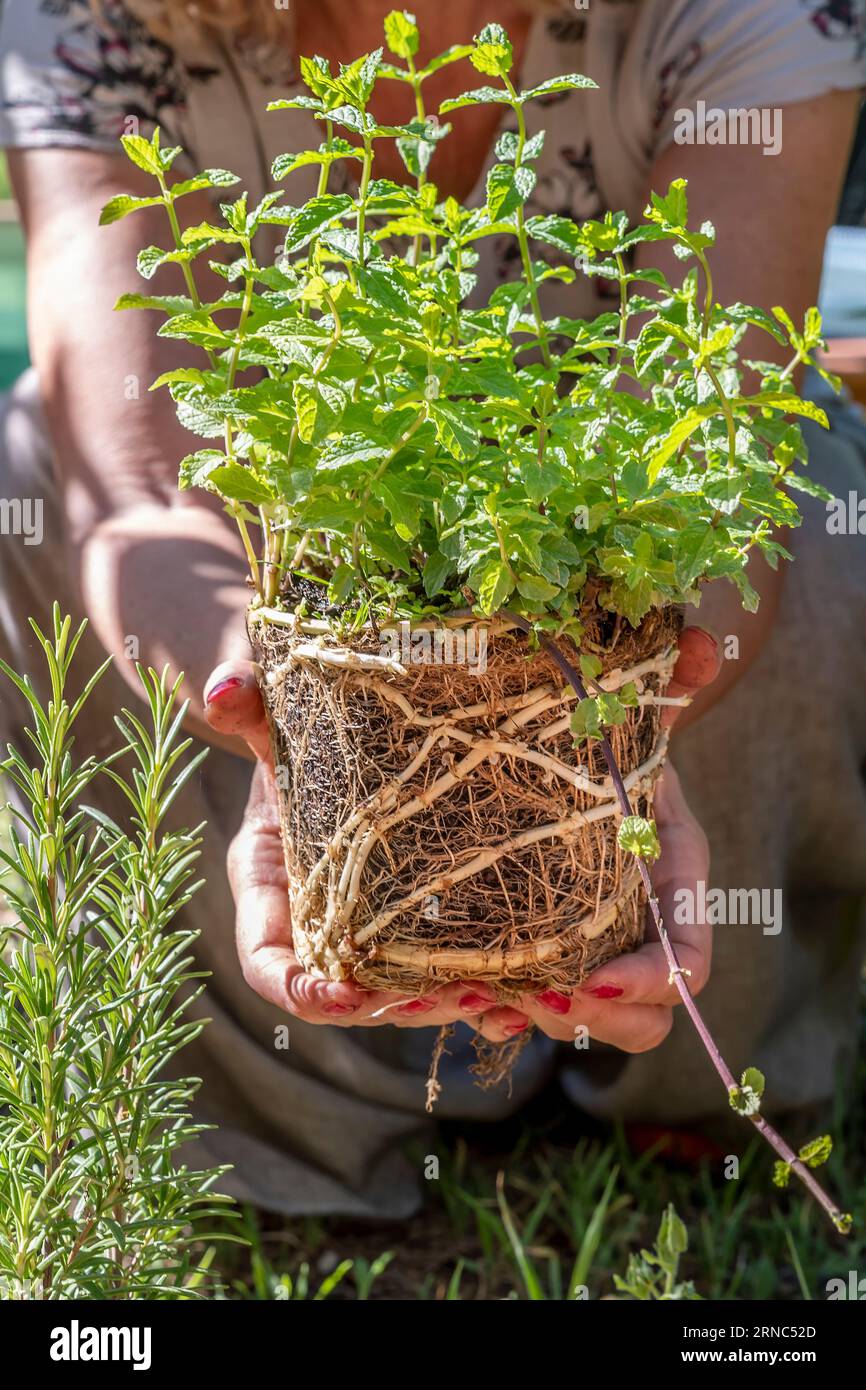 Las manos femeninas sostienen una plántula de menta a punto de ser plantada en un jardín Foto de stock