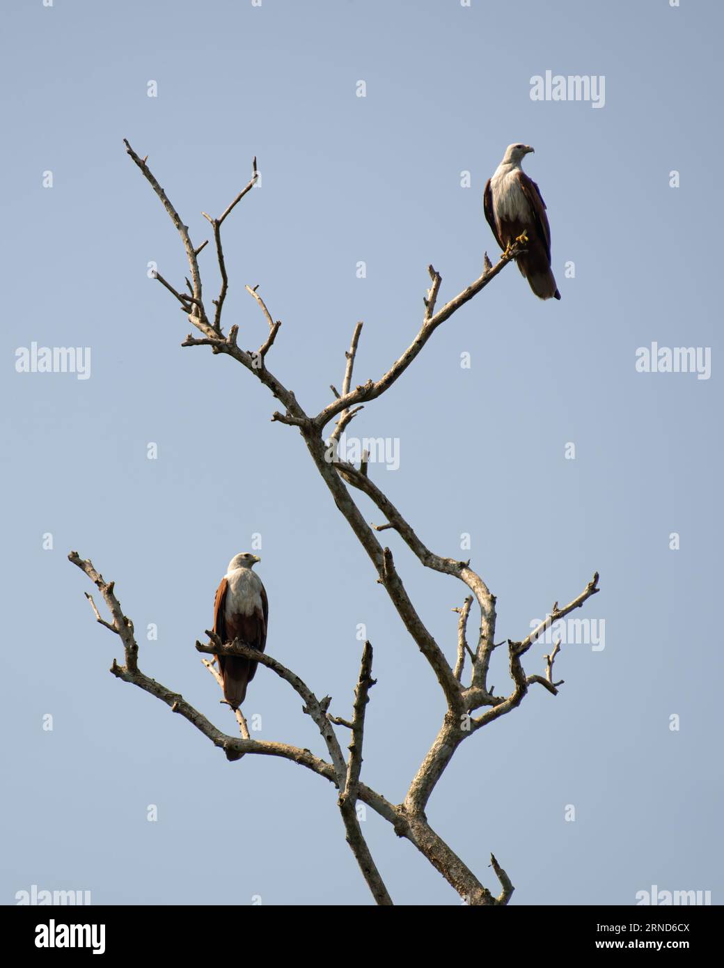 Pareja de cometa Brahminy (Haliastur indus), encaramada en las ramas de un árbol muerto sobre el fondo azul del cielo. Un ave de presa de tamaño mediano y también lo son Foto de stock