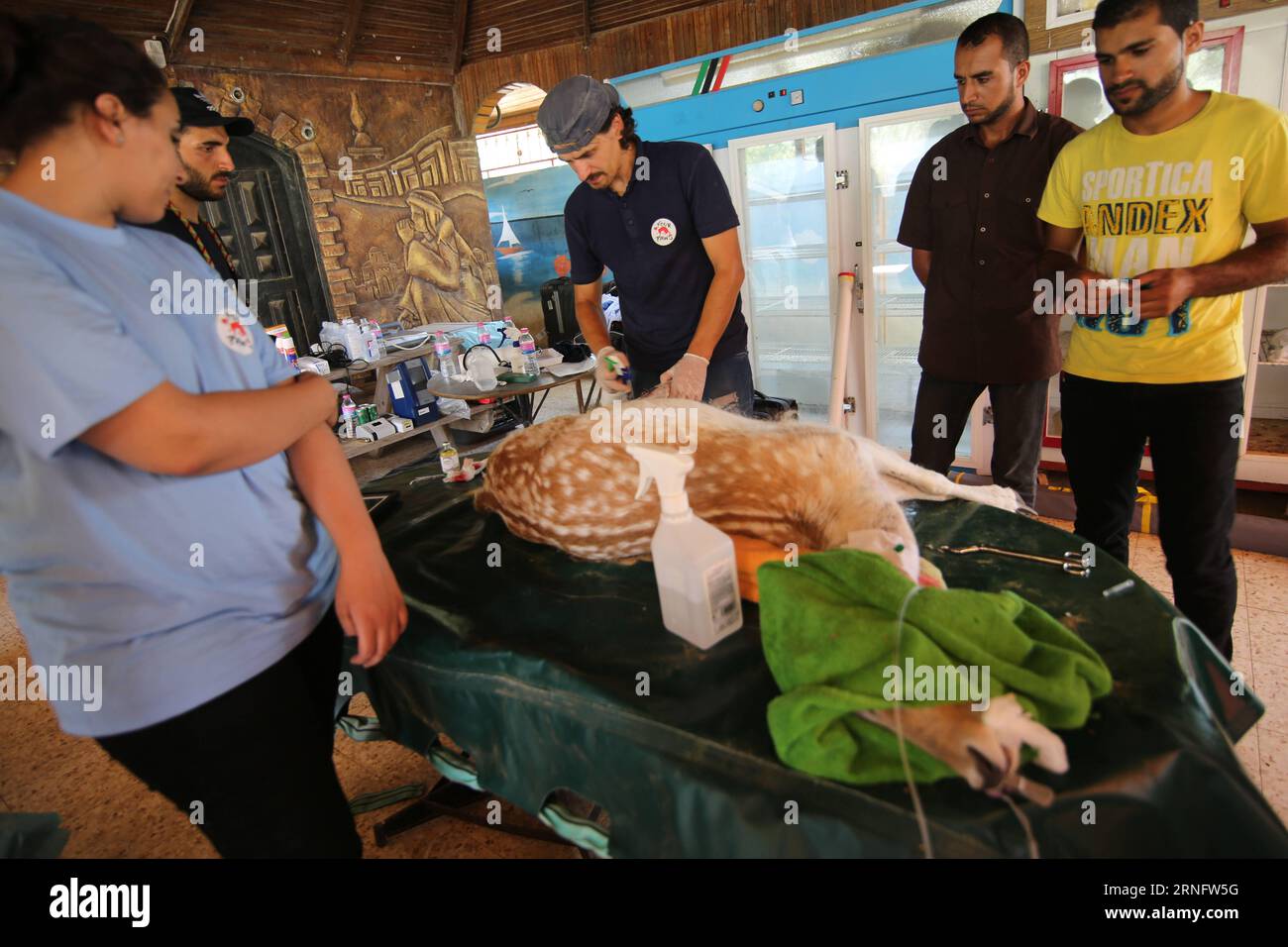 Un miembro del equipo de FOUR PAWS International da un tratamiento de ciervos en un zoológico en la ciudad de Khan Younis, en el sur de la Franja de Gaza, el 23 de agosto de 2016. Un grupo de veterinarios designados por el grupo con sede en Austria Four Paws llegó a Gaza para tratar animales del Zoológico Sur, que fue dañado en los ataques israelíes contra Gaza. Los animales rescatados serán transportados a un centro de rescate en Jordania, ya que el zoológico no tiene la capacidad de darles el cuidado adecuado, según el propietario del zoológico. MIDEAST-GAZA-ZOO AMIMALS-TRATAMIENTO KhaledxOmar PUBLICATIONxNOTxINxCHN Un miembro del equipo internacional Four Paws da un ciervo Tre Foto de stock