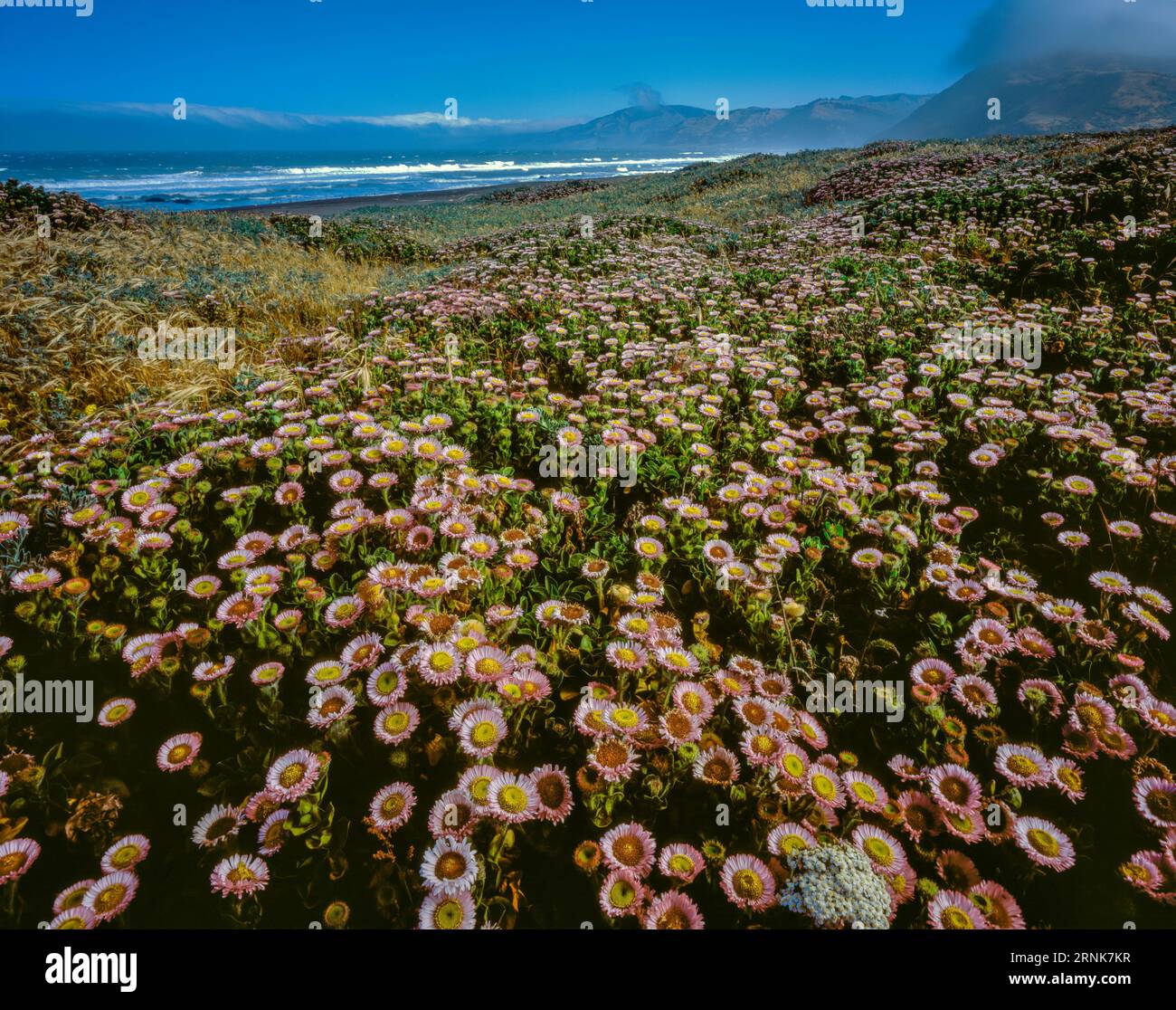 Margaritas junto al mar, Mattole Beach, King Range National Conservation Área, Lost Coast, Humboldt County, California Foto de stock