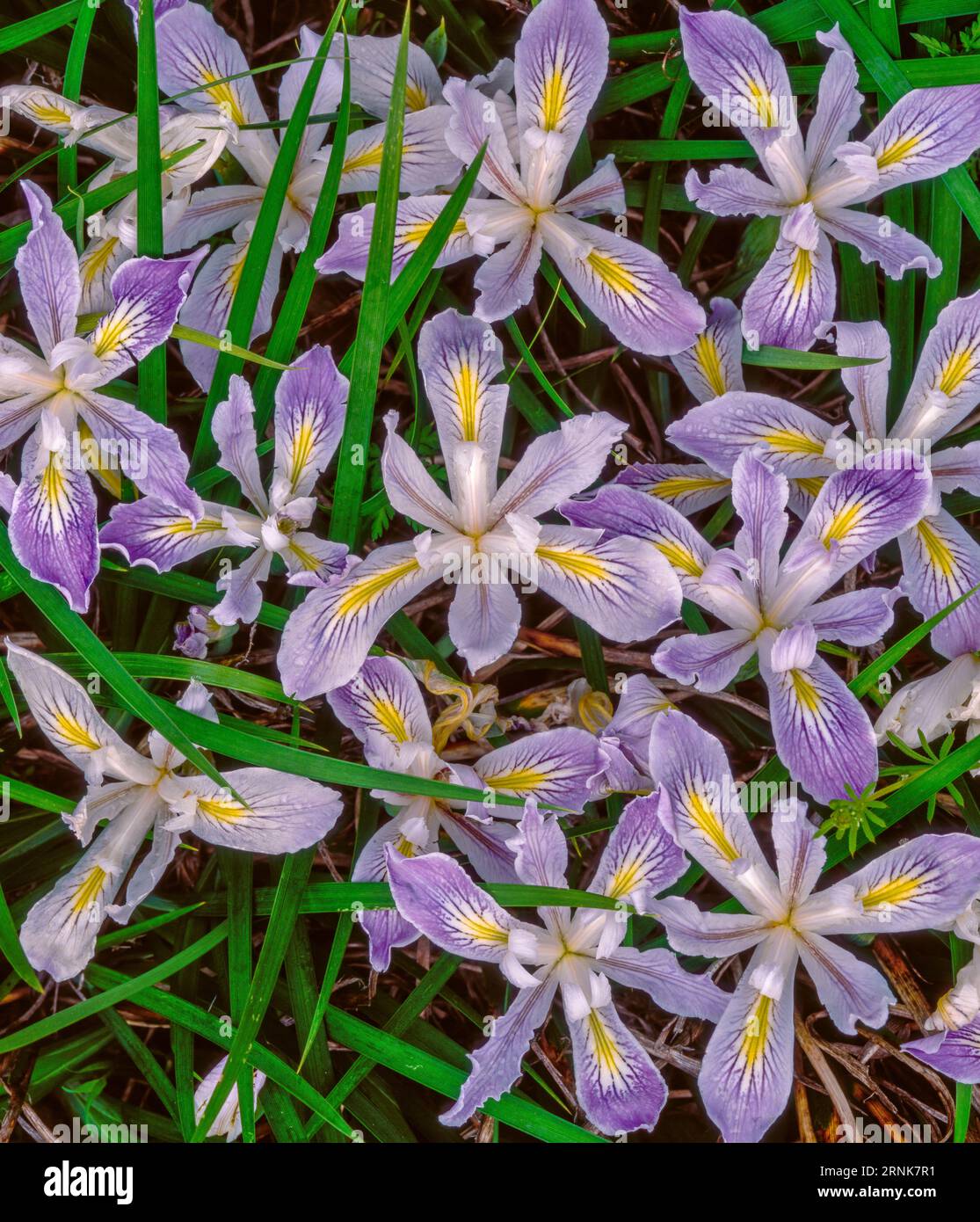 Wild Iris, Douglas iris, Iris douglasiana, King Range National Conservation Área, Lost Coast, Humboldt County, California Foto de stock