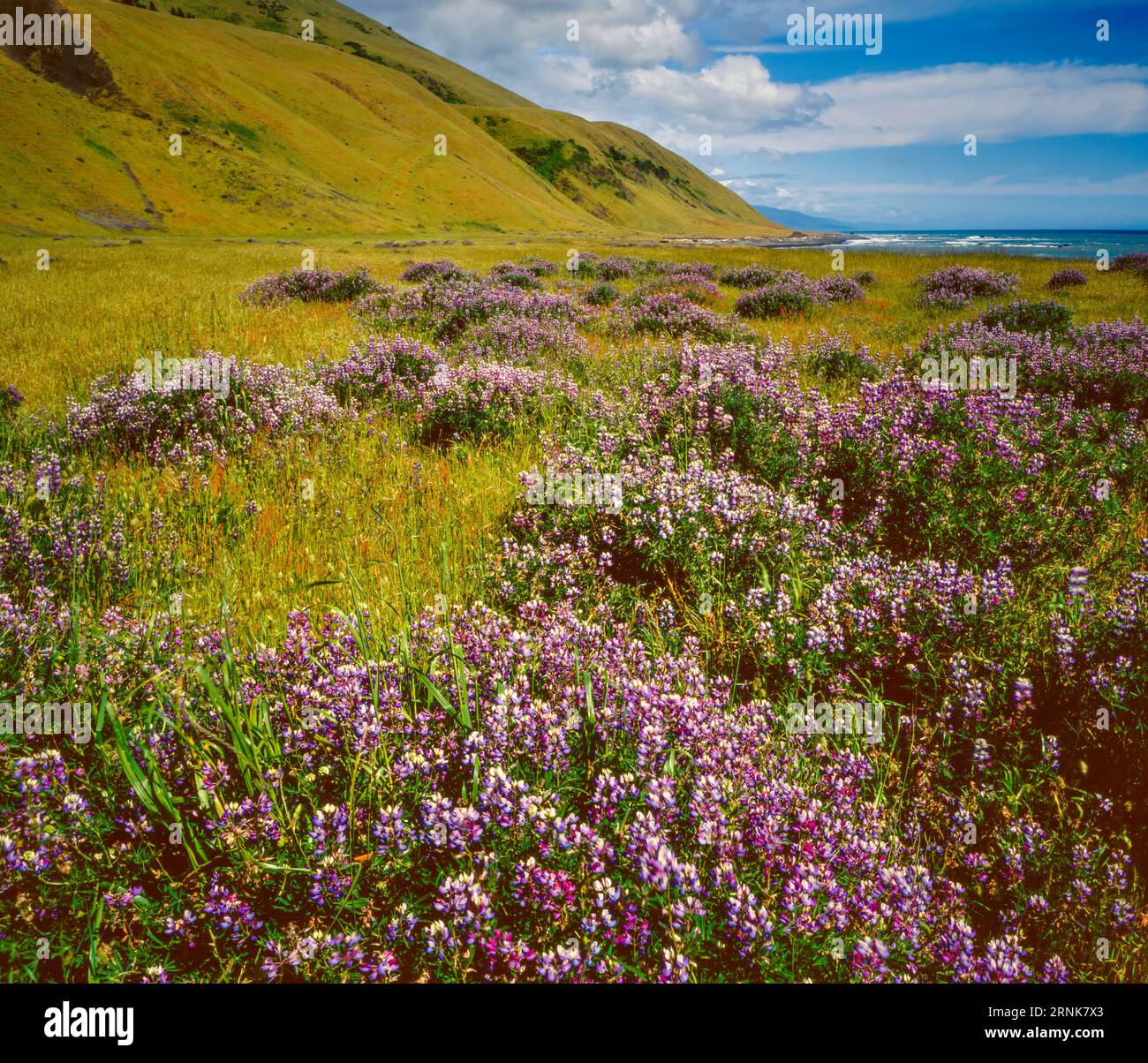 Lupin, Spanish Flat, King Range National Conservation Área, Lost Coast, Humboldt County, California Foto de stock