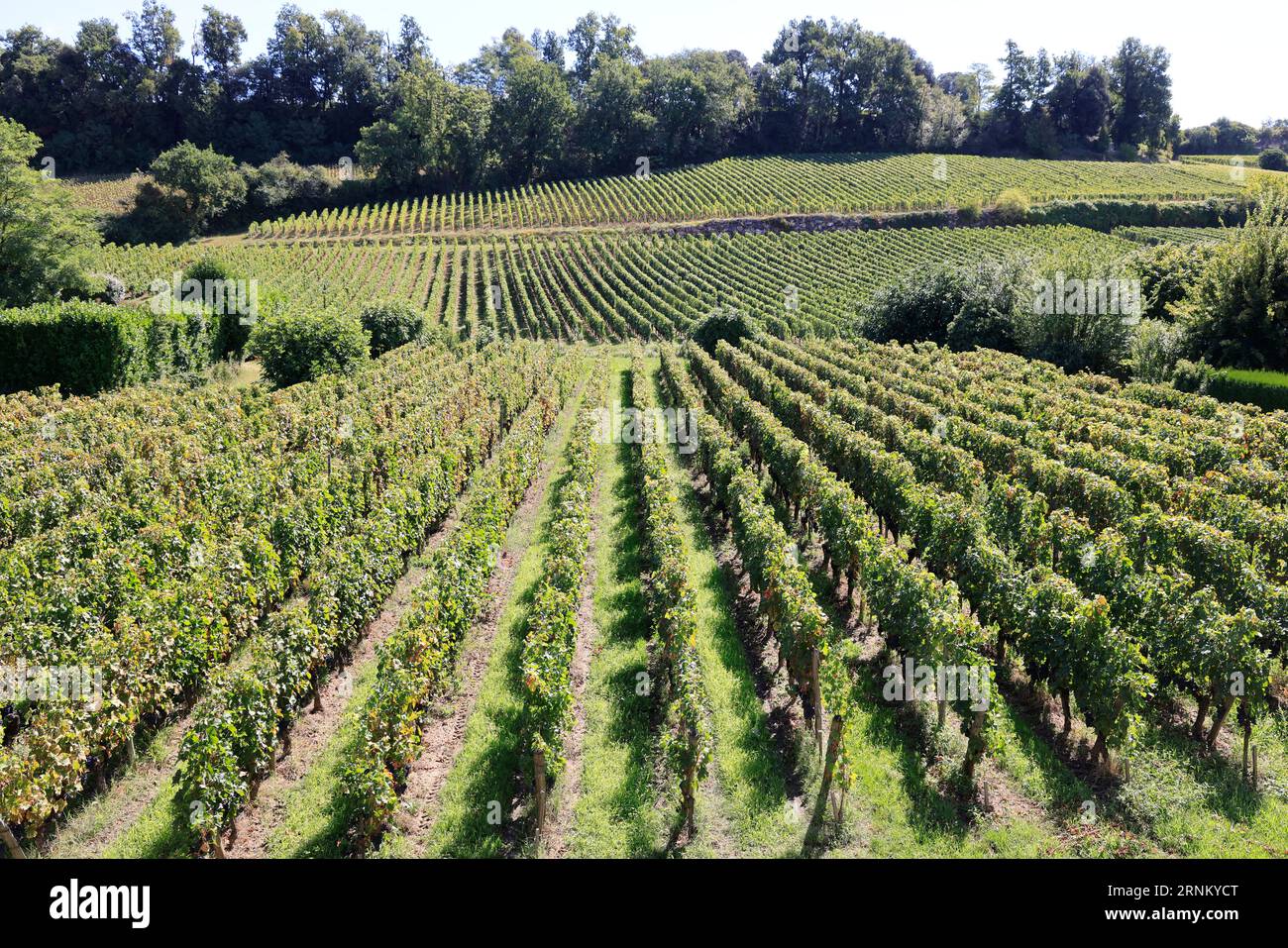 Saint-Émilion. Vigne, vignoble, pasas. Producción de vin rouge. Vigne et vignoble des vins de Bordeaux. Saint-Émilion, Gironda, Francia, Europa Foto de stock