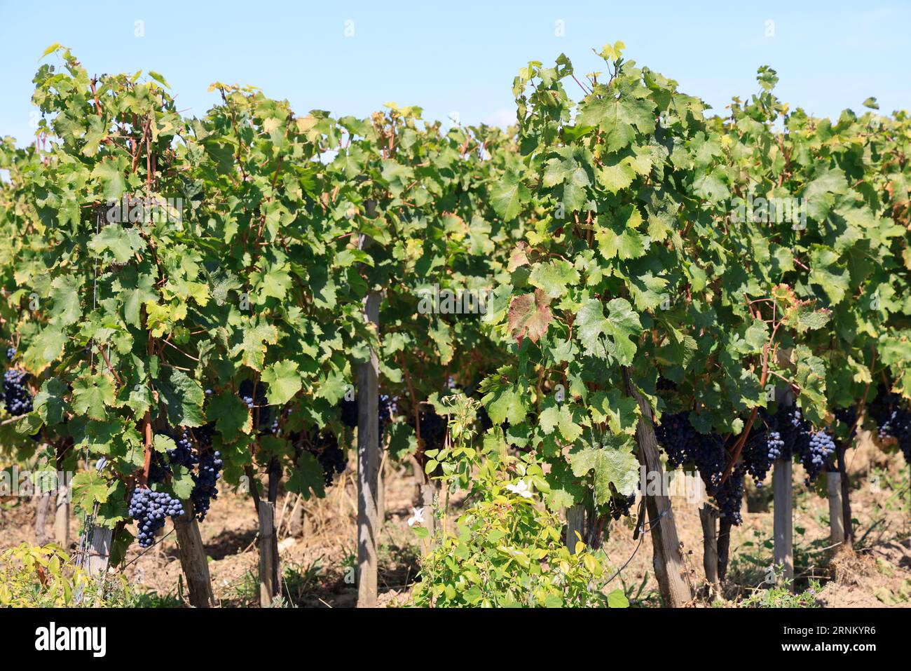 Saint-Émilion. Vigne, vignoble, pasas. Producción de vin rouge. Vigne et vignoble des vins de Bordeaux. Saint-Émilion, Gironda, Francia, Europa Foto de stock