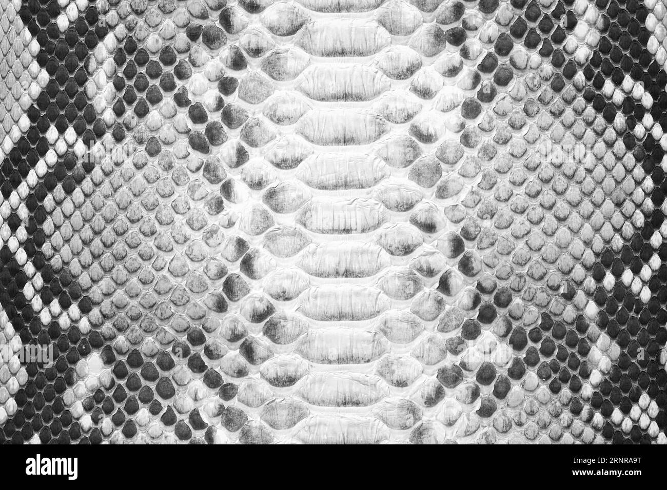textura de piel de serpiente blanca y negra, fondo de cuero Foto de stock