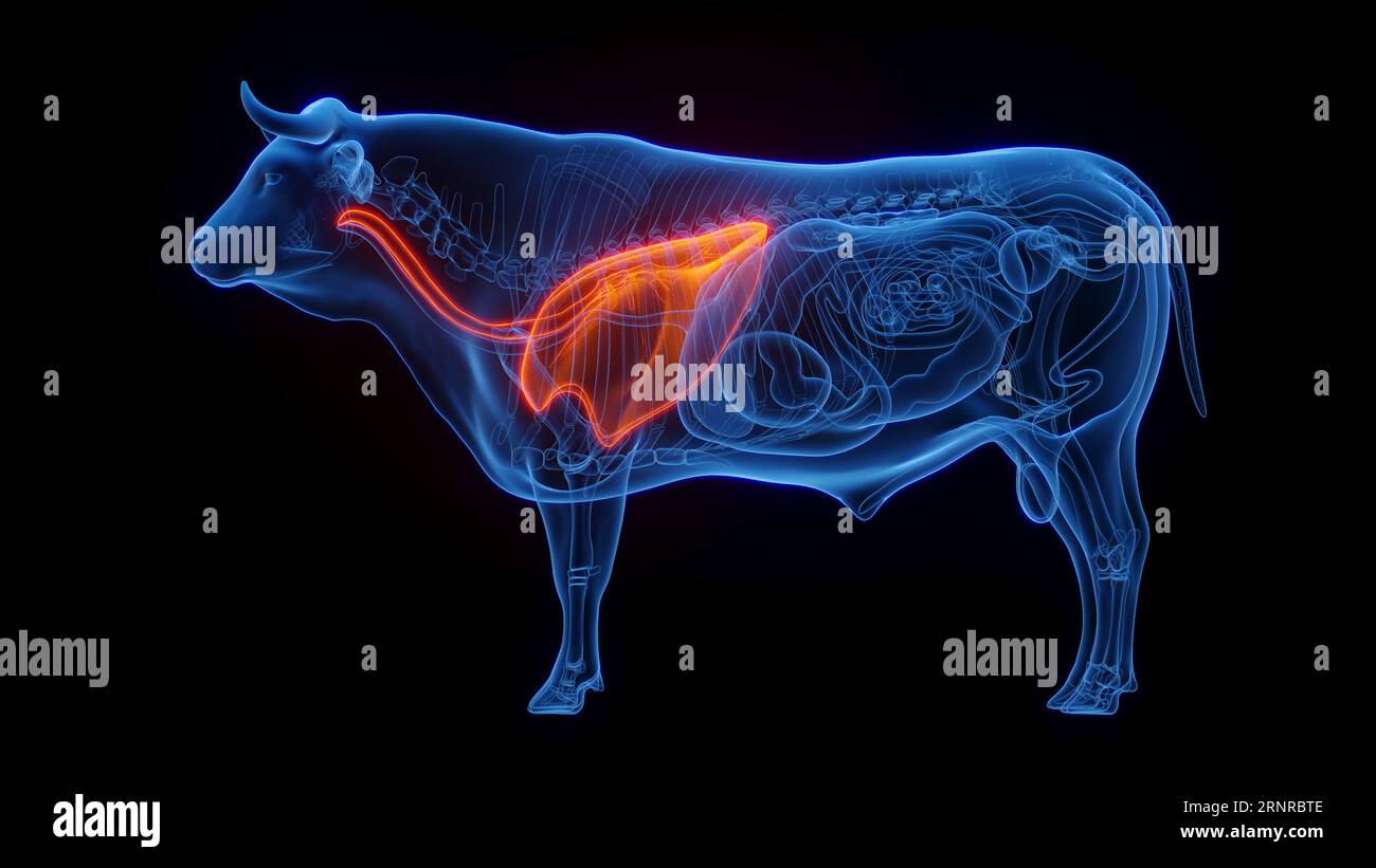 Pulmones de vaca, ilustración Fotografía de stock - Alamy