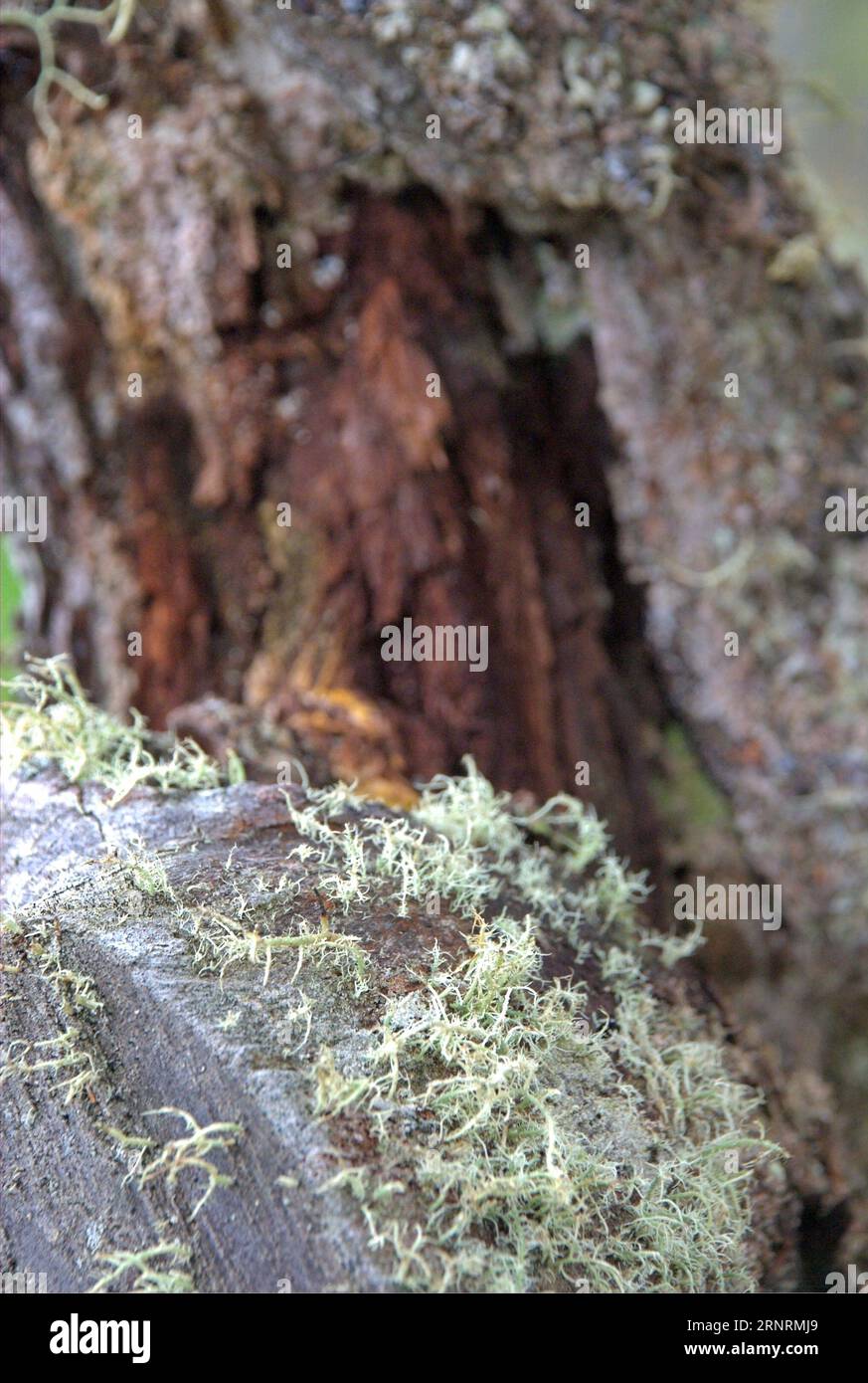 Extraño tronco de árboles en el bosque - el bosque extraño Foto de stock