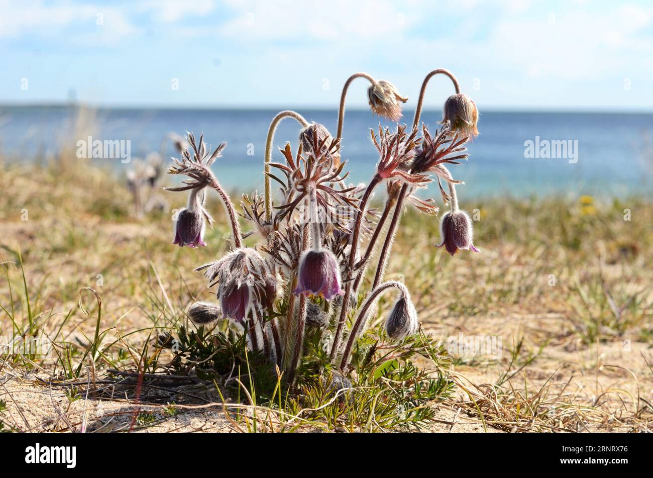 El pasqueflower es muy raro y se puede encontrar en las dunas de la playa de Prora en la isla de Rügen. Están bajo estricta protección de la naturaleza. Foto de stock