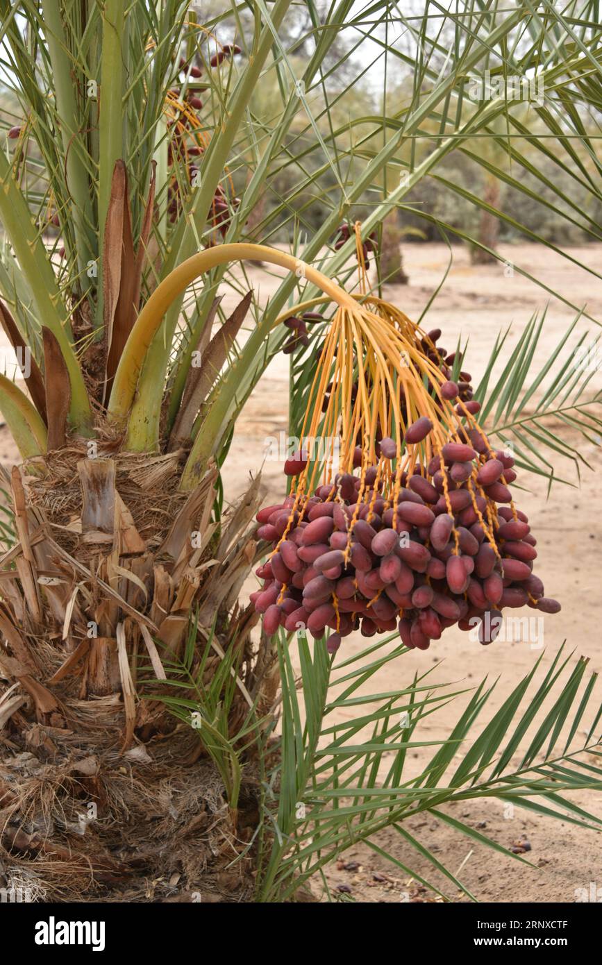Yuma, AZ EE.UU. 3/14/2023. Martha’s Gardens Medjool Date Farm fue