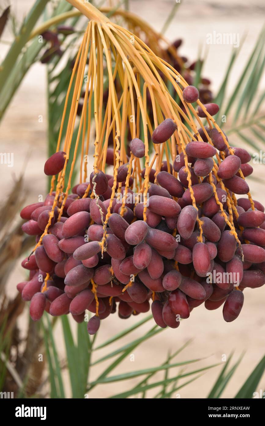 Yuma, AZ EE.UU. 3/14/2023. Martha’s Gardens Medjool Date Farm fue