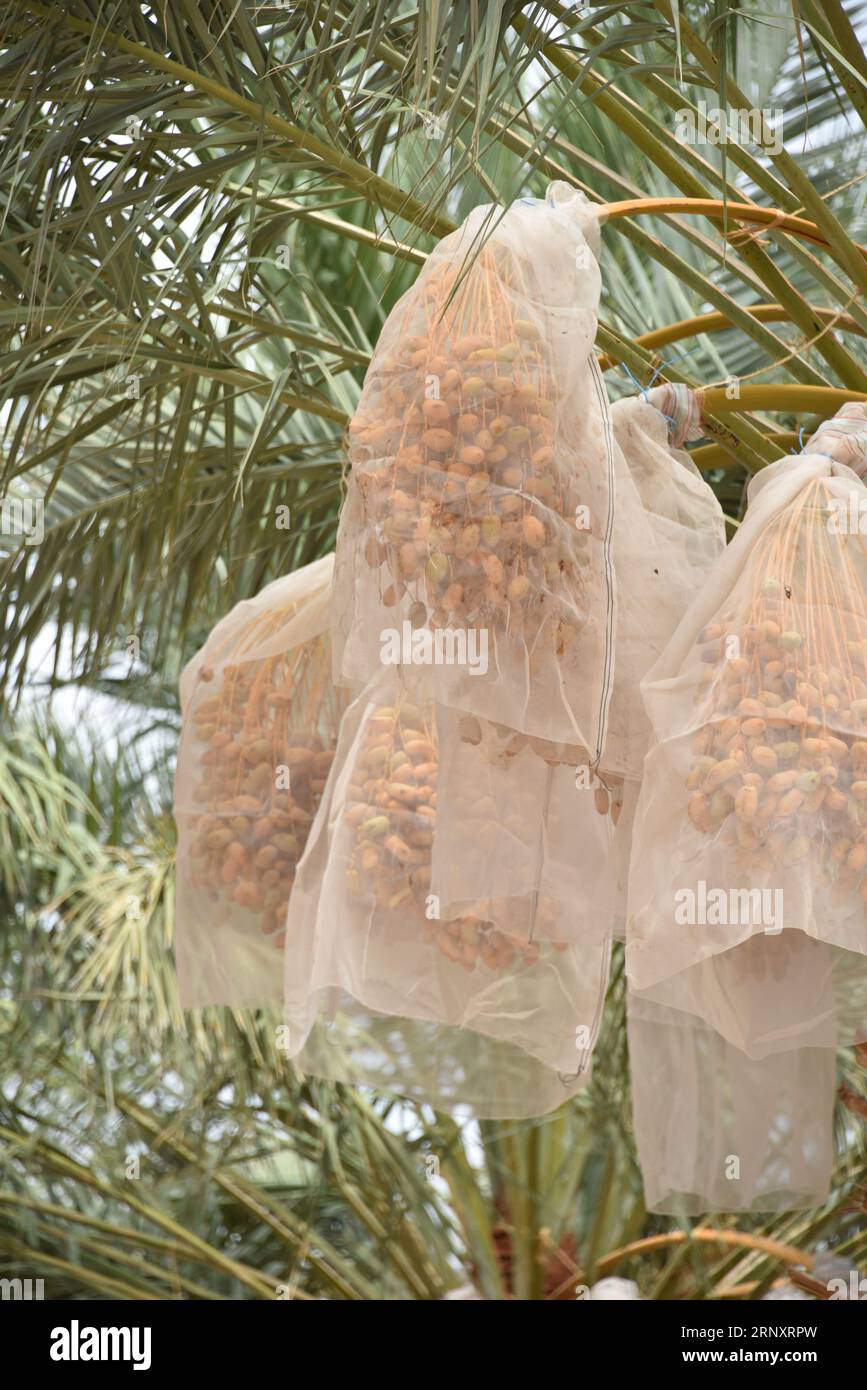 Yuma, AZ EE.UU. 3/14/2023. Martha’s Gardens Medjool Date Farm fue