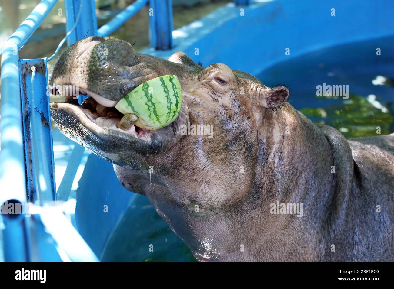 Moto Moto, el emblemático hipopótamo pigmeo de Buin Zoo fue donado a Japón  