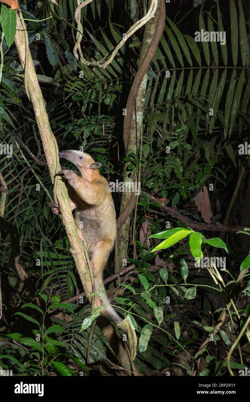 Tamandua tetradactyla, árbol trepador adulto por la noche, Inkaterra Reserva Amazonica, Puerto Maldonado, Perú, mayo Foto de stock