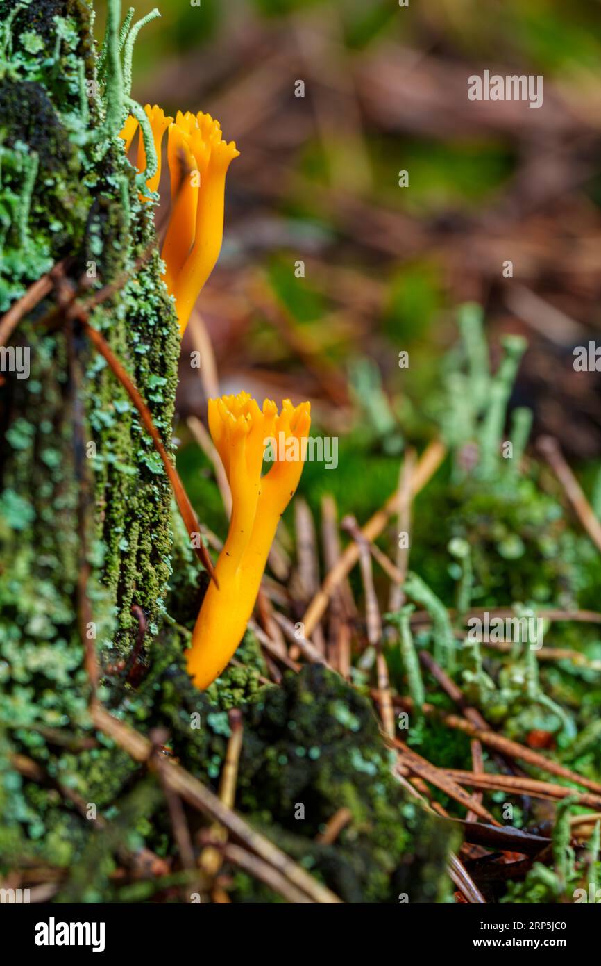 Increíble seta del bosque parece llamas - Calocera viscosa Foto de stock