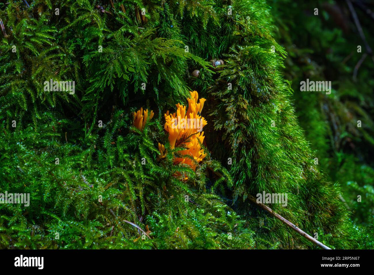 Increíble seta del bosque parece llamas - Calocera viscosa Foto de stock