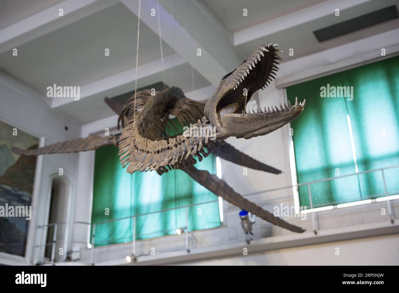(181220) -- BUENOS AIRES, 20 de diciembre de 2018 -- Réplica de un esqueleto de 65 millones de años de antigüedad de un reptil marino de plesiosaurio se exhibe en la sala del museo en el Museo de Ciencias Naturales Bernardino Rivadavia en Buenos Aires, Argentina, el 19 de diciembre de 2018. El fósil se encuentra en rocas del período Cretácico sumergidas en el lago Argentino al pie de la cordillera de los Andes. El fósil mide nueve metros de largo, cada aleta mide 1,3 metros. ) ARGENTINA-BUENOS AIRES-RÉPLICA-EXHIBICIÓN DE DINOSAURIOS MARTINXZABALA PUBLICATIONXNOTXINXCHN Foto de stock