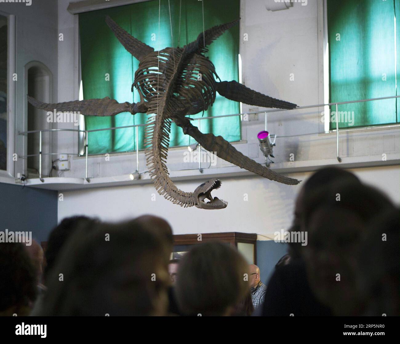 (181220) - PEKÍN, 20 de diciembre de 2018 -- Los visitantes admiran una réplica de un esqueleto de un reptil marino de plesiosaurio de 65 millones de años de antigüedad en el Museo de Ciencias Naturales Bernardino Rivadavia en Buenos Aires, Argentina, el 19 de diciembre de 2018. El fósil fue encontrado en rocas del período Cretácico sumergidas en el Lago Argentino al pie de la cordillera de los Andes. El fósil tiene nueve metros de largo con cada aleta de 1,3 metros.) XINHUA FOTOS DEL DÍA XINHUA FOTOS DEL DÍA MARTINXZABALA PUBLICATIONXNOTXINXCHN Foto de stock