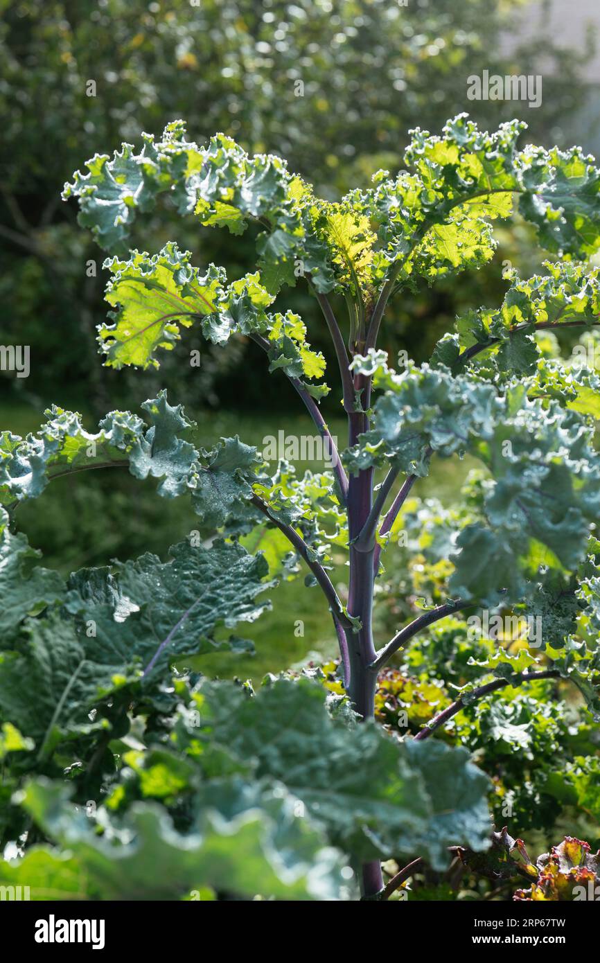 Variedad de col rizada alemana de tallo largo llamada Lippischer Braunkohl o Lippische Palme Foto de stock