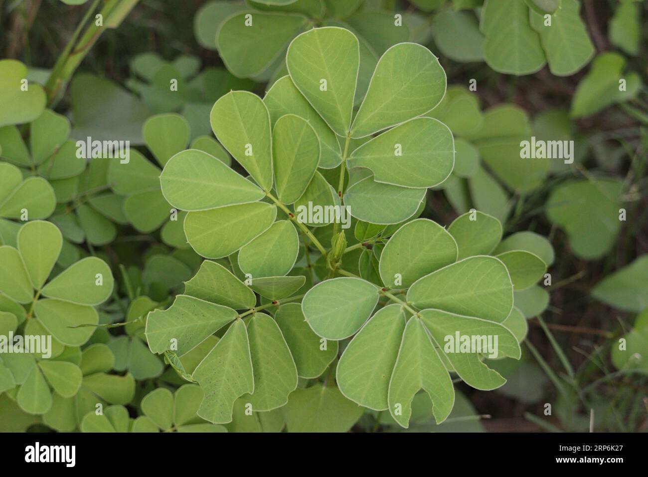 Hojas de sen fotografías e imágenes de alta resolución Alamy