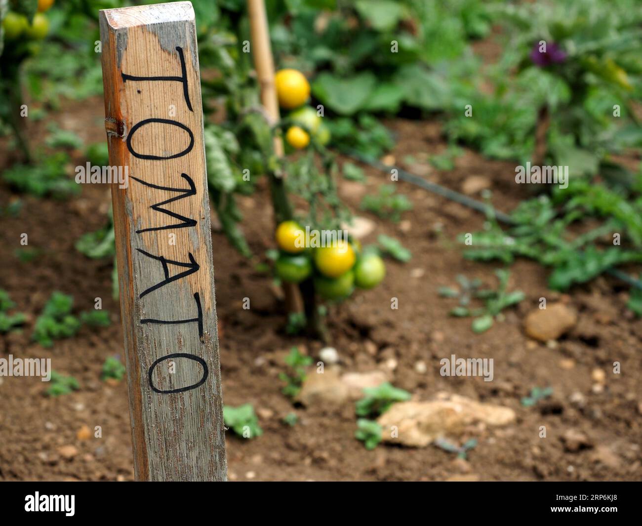 Jardín plantado para tomates, Warwickshire, Reino Unido Foto de stock