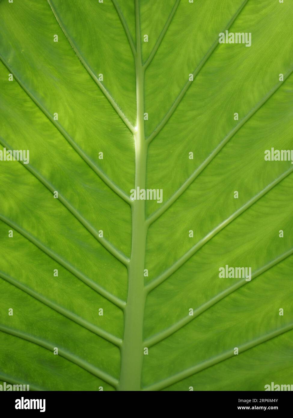 Gigante Taro 'Elephants Ears', Cambridge, Reino Unido Foto de stock